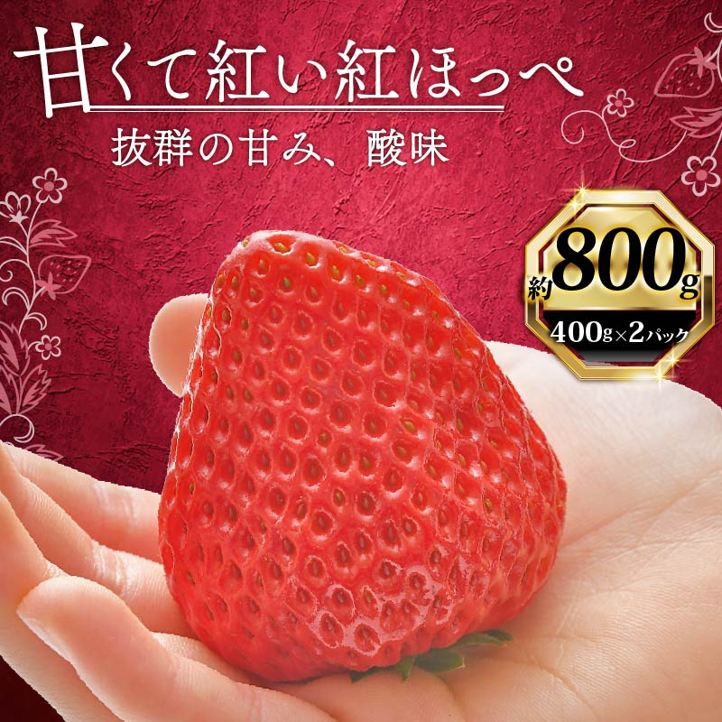 【1月から順次発送開始】 いちご 紅ほっぺ 計 800g 計 2 パック 高級 イチゴ 苺 セット べにほっぺ  2 パック 400g × 2 パック フルーツ 期間限定 数量限定 苺 イチゴ ベリー